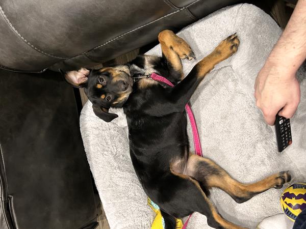 /Images/uploads/Louies Legacy Animal Rescue/cutest-rescue-pet-2023/entries/28139thumb.jpg